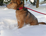 Собаки в других городах Ленинградской области: Лисенок Мальчик, Бесплатно - фото 4