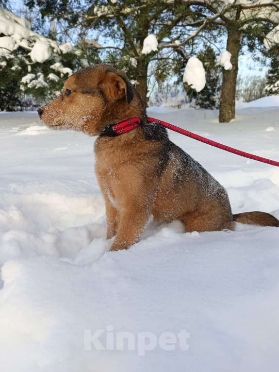 Собаки в других городах Ленинградской области: Лисенок Мальчик, Бесплатно - фото 4
