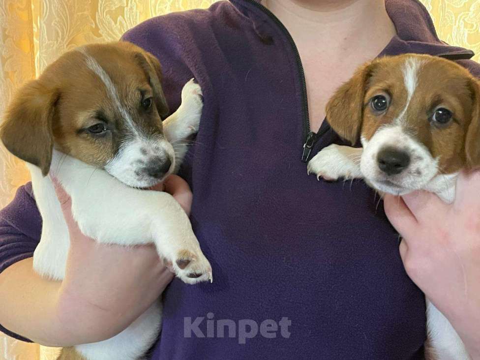 Собаки в Твери: Щенки Мальчик, 20 000 руб. - фото 2