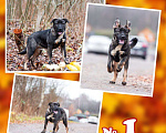 Собаки в Раменском: Пëс Викинг ищет свой дом Мальчик, Бесплатно - фото 1