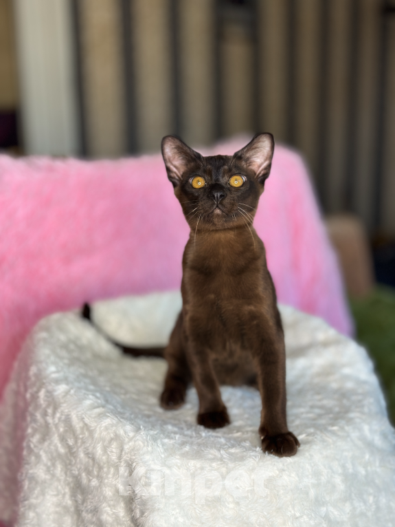 Кошки в Москве: Бурманский мальчик соболь Мальчик, 44 999 руб. - фото 2