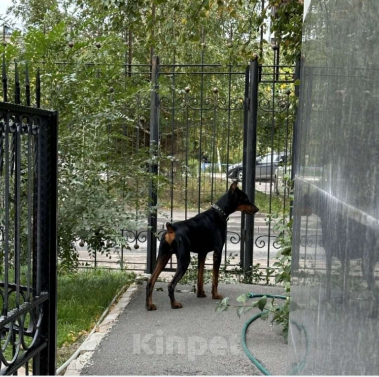 Собаки в Тюмени: Чудный парень в ответственные руки  Мальчик, Бесплатно - фото 2