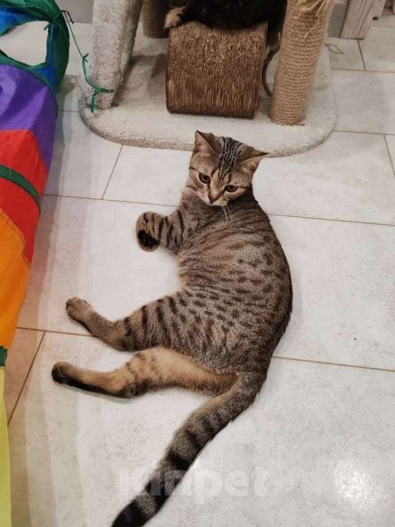 Кошки в Москве: Нежная маленькая кошенька Оливия очень ждёт своих людей Девочка, Бесплатно - фото 8