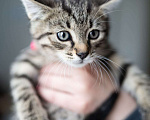 Кошки в Москве: Котенок Тигровый глаз, 2 месяца Мальчик, Бесплатно - фото 5