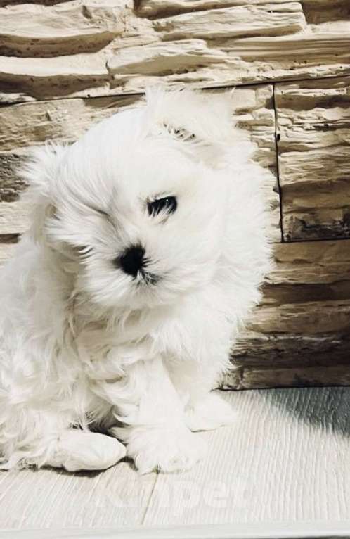 Собаки в Новосибирске: Мальтийская болонка Мальчик, Бесплатно - фото 6