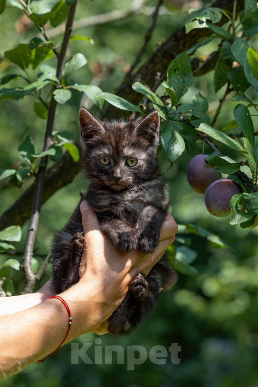 Кошки в Москве: Кошечка 3 месяца Девочка, 500 руб. - фото 2