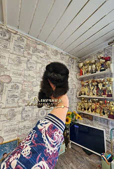 Объявление: Кукольная мини девочка померанского шпица черного окраса РКФ, Бесплатно, Москва