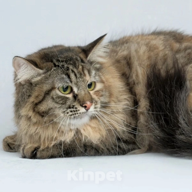 Кошки в Москве: Пушистая Нюта грустит в клеточке приюта Девочка, Бесплатно - фото 3