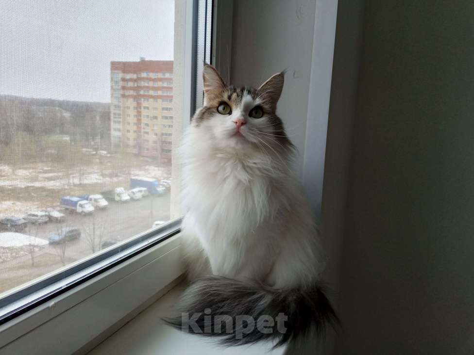 Кошки в Домодедово: Две кошки в добрые руки Девочка, Бесплатно - фото 1