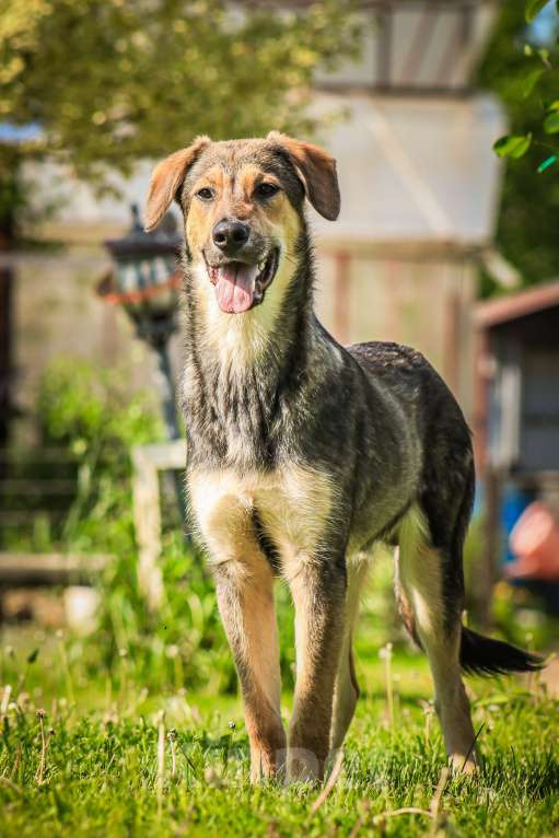 Собаки в Красногорске: Самый обнимательный щенок Перчик 6 месяца очень ждёт родителей  Мальчик, Бесплатно - фото 5