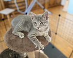 Кошки в Москве: Котенок в добрые руки Девочка, Бесплатно - фото 4