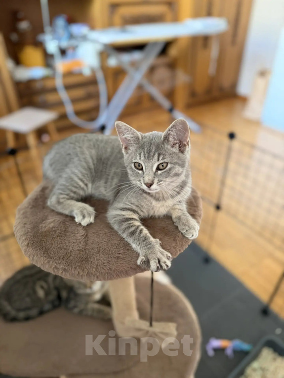 Кошки в Москве: Котенок в добрые руки Девочка, Бесплатно - фото 4