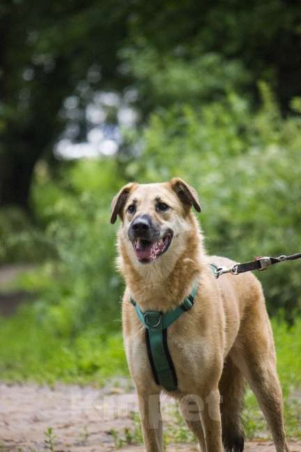 Собаки в Москве: Барабуля девочка с самой потрясающей улыбкой ищет дом. Девочка, Бесплатно - фото 2