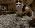 Кошки в Тамбове: Отдам котят в добрые руки Девочка, Бесплатно - фото 1