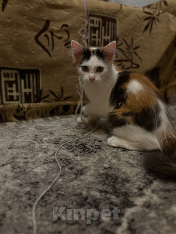 Кошки в Тамбове: Отдам котят в добрые руки Девочка, Бесплатно - фото 1