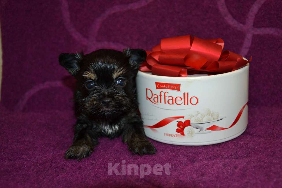 Собаки в Москве: Щенки цветного йорка Девочка, 50 000 руб. - фото 2