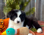 Собаки в других городах Алтайского края: Щенки Бордер Колли (д/ш). РКФ Мальчик, Бесплатно - фото 4