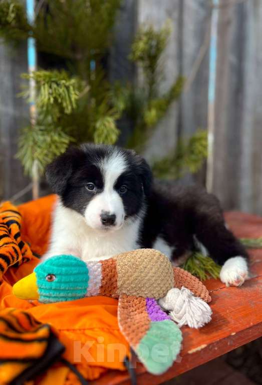 Собаки в других городах Алтайского края: Щенки Бордер Колли (д/ш). РКФ Мальчик, Бесплатно - фото 4