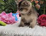 Кошки в Краснодаре: Котята золотая шиншилла Девочка, 15 000 руб. - фото 4