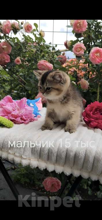 Кошки в Краснодаре: Котята золотая шиншилла Девочка, 15 000 руб. - фото 4