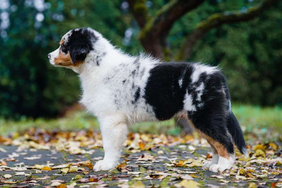 Собаки в Звенигороде: Щенки австралийской овчарки   Мальчик, 90 000 руб. - фото 6