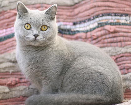 Британский голубой котик