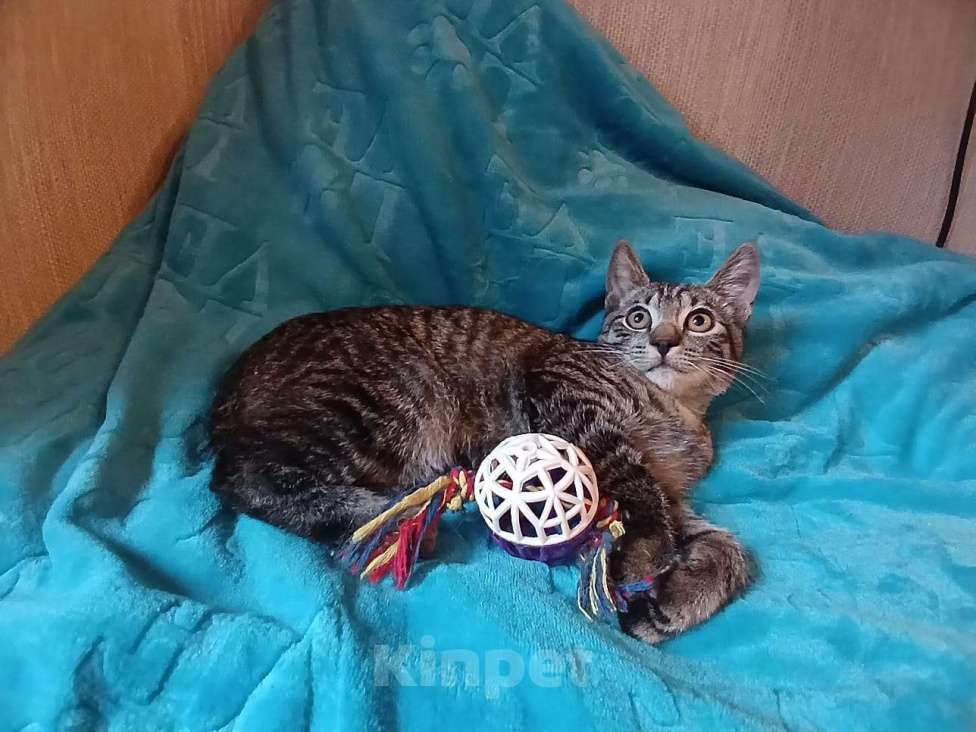 Кошки в Санкт-Петербурге: Ищет дом умный, спокойный кот-философ Мальчик, Бесплатно - фото 4