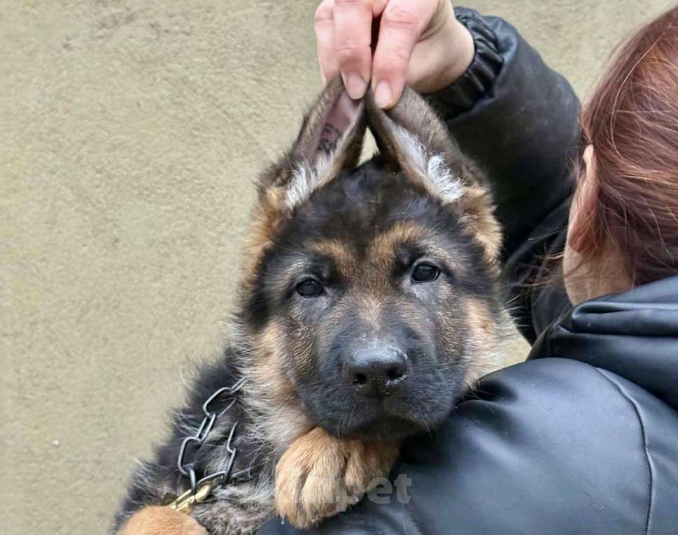 Собаки в Москве: Немецкая овчарка щенок Мальчик, 60 000 руб. - фото 6