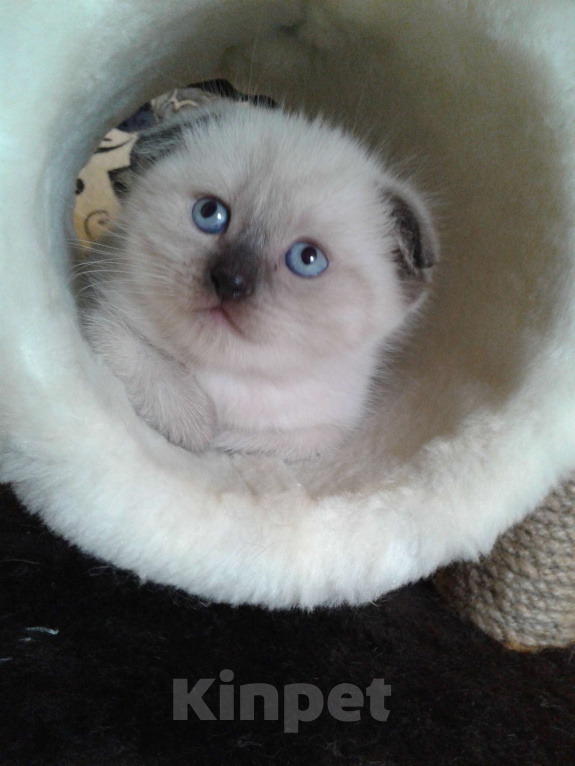 Кошки в Москве: Шотландские вислоухие котята Мальчик, 12 000 руб. - фото 4