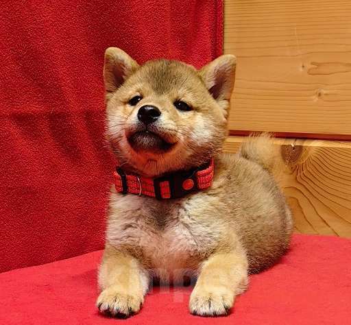 Собаки в Москве: Сиба ину - мальчик. 2 мес. Мальчик, 50 000 руб. - фото 2