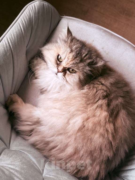 Кошки в Трубчевске: Потерялась кошка Муся Девочка, 5 000 руб. - фото 2