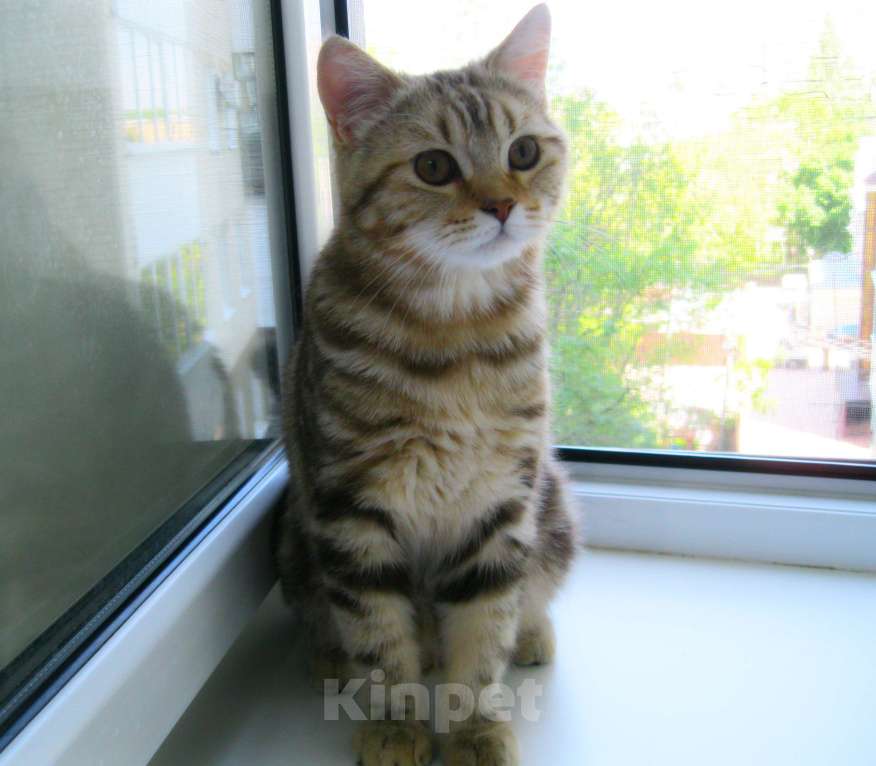 Кошки в Ставрополе: Кот шотландский подросток Мальчик, 10 000 руб. - фото 3