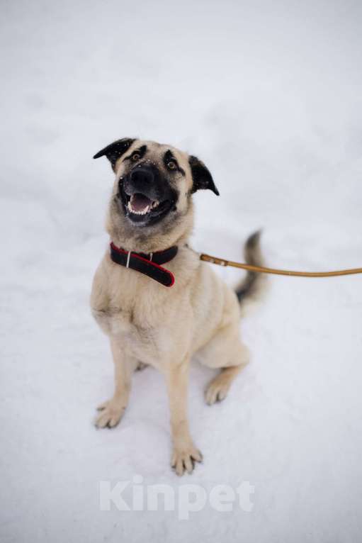 Собаки в Пушкино: Чудо-собака в добрые руки Девочка, Бесплатно - фото 1