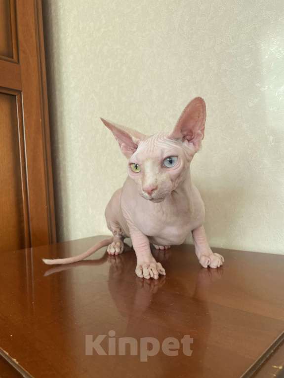 Кошки в Москве: Разноглазый мальчик Мальчик, 60 000 руб. - фото 4