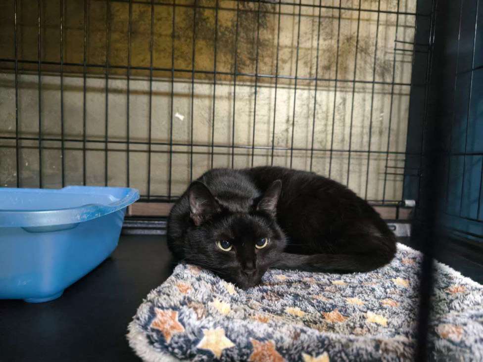 Кошки в Москве: Паулина Девочка, Бесплатно - фото 5