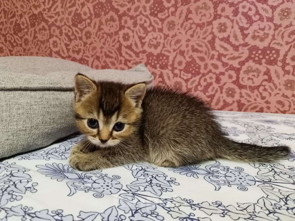 Кошки в Москве: Шотландцы котята мальчики и девочки  Девочка, 10 000 руб. - фото 4