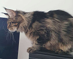 Кошки в Краснодаре: котята Мейн-Кун Мальчик, 40 000 руб. - фото 2