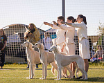 Собаки в Мытищах: Щенки салюки  Мальчик, 200 000 руб. - фото 10