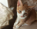 Кошки в Рязани: Котик в частный дом Мальчик, 500 руб. - фото 2
