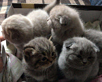 Кошки в Зеленограде: Кот на вязку, 2 000 руб. - фото 6