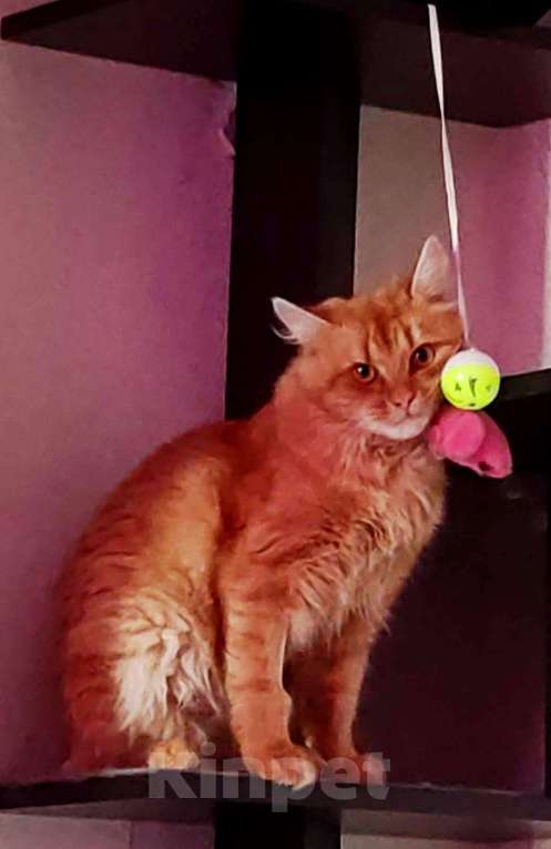 Кошки в Балашихе: рыжий кот срочно ищет дом Мальчик, Бесплатно - фото 2