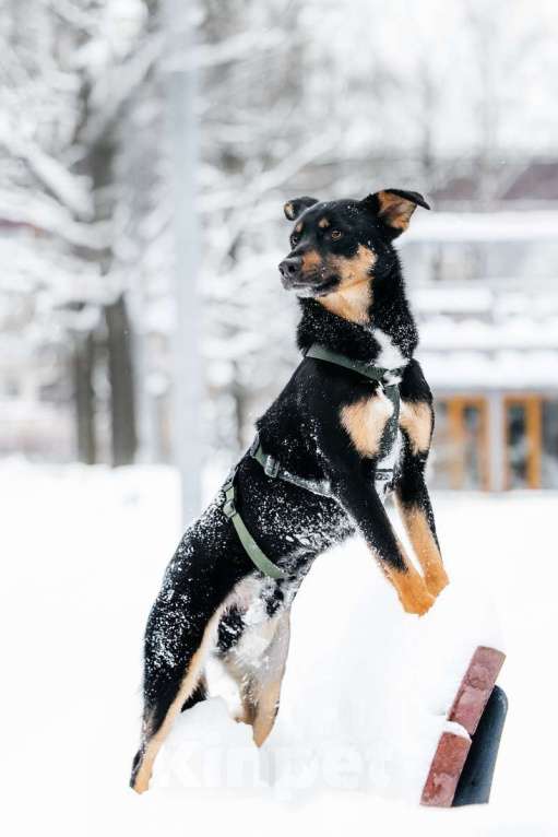 Собаки в Москве: Невероятно ласковый мальчик Деймонд ищет дом! Мальчик, Бесплатно - фото 7