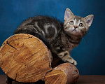 Кошки в Барнауле: Котик-страйт Винстон🖤 Мальчик, Бесплатно - фото 7