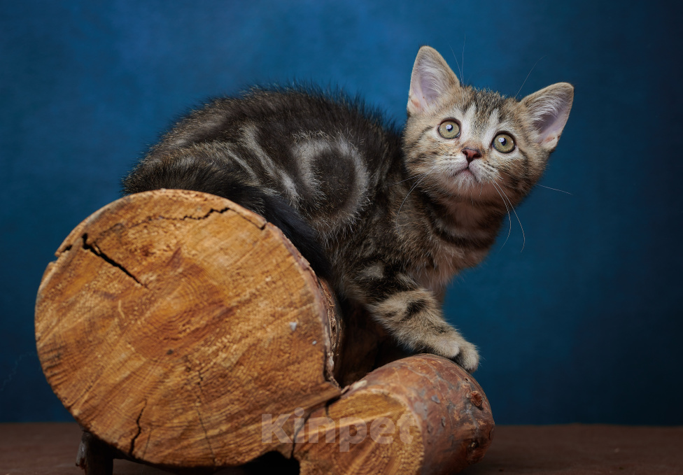 Кошки в Барнауле: Котик-страйт Винстон🖤 Мальчик, Бесплатно - фото 7