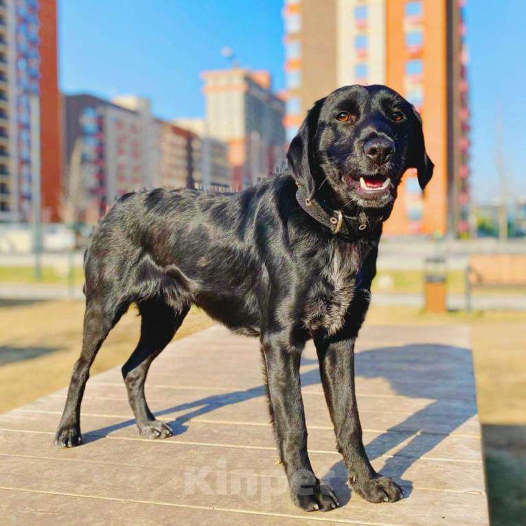 Собаки в Москве: КРАСАВЧИК  Мальчик, Бесплатно - фото 7