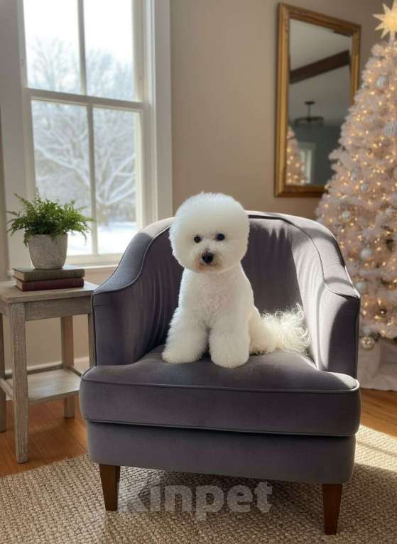 Собаки в Москве: Лиан-роскошь из "Изумрудного Рая" Мальчик, 120 000 руб. - фото 1