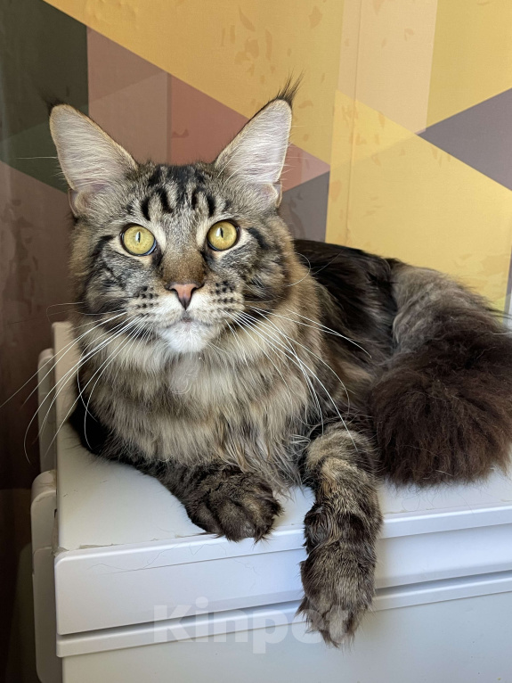 Кошки в Москве: Хичкок Мальчик, 80 000 руб. - фото 7