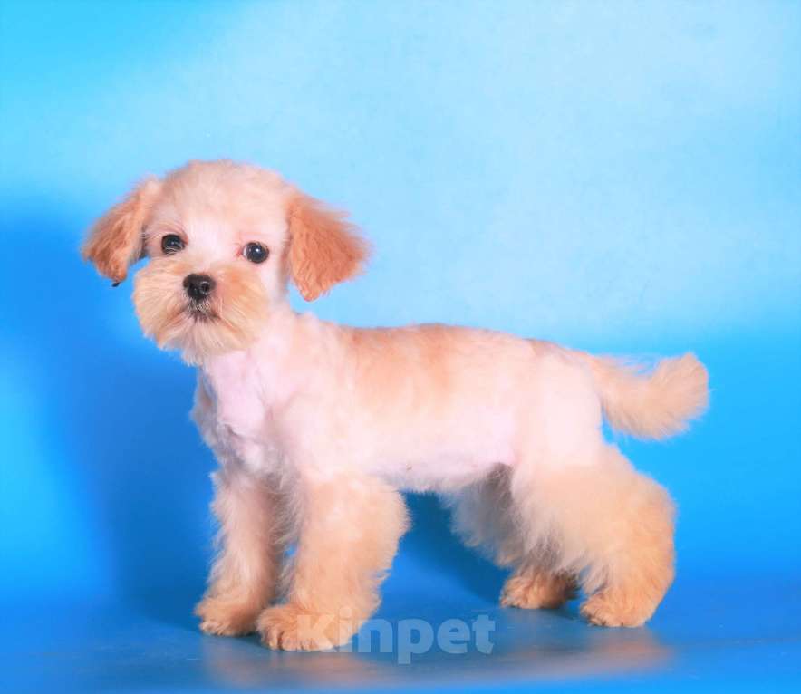 Собаки в Москве: мальтипу мини девочки бэби фейс Девочка, 130 000 руб. - фото 7