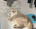 Кошки в Тюмени: Отдам британскую шиншиллу Девочка, Бесплатно - фото 3