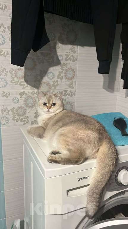 Кошки в Тюмени: Отдам британскую шиншиллу Девочка, Бесплатно - фото 3